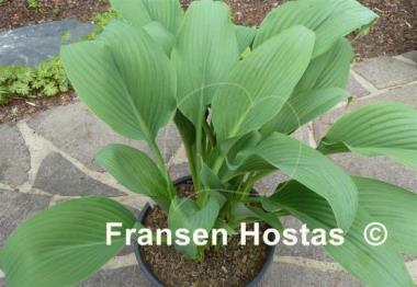 Hosta Phoenix