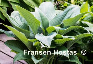 Hosta Phoenix