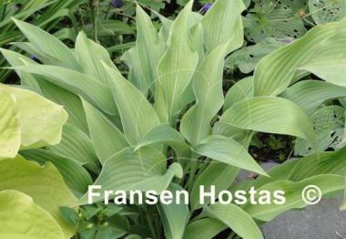 Hosta Phoenix