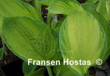Hosta Photo Finish