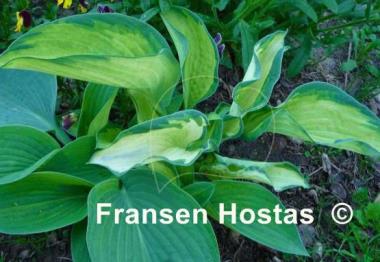 Hosta Photo Finish