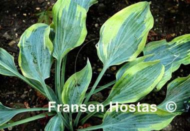 Hosta Picasso
