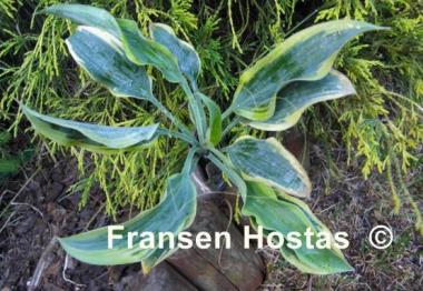 Hosta Picasso