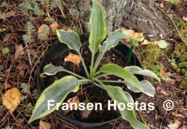Hosta Picasso
