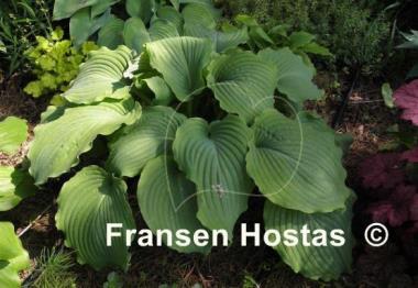 Hosta Piecrust Power