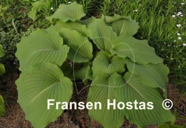 Hosta Piecrust Power