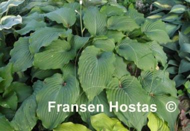 Hosta Piecrust Power
