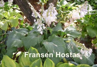 Hosta Piecrust Power