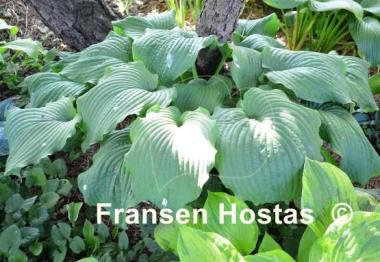Hosta Piecrust Power