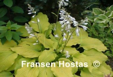 Hosta Piedmont Gold