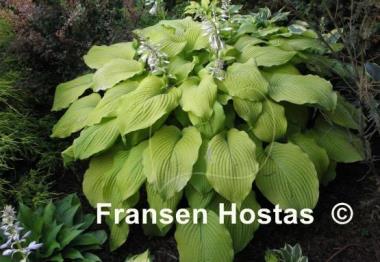 Hosta Piedmont Gold