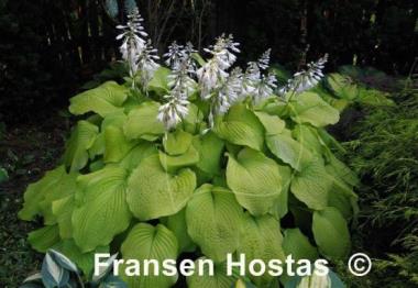 Hosta Piedmont Gold