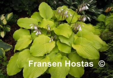 Hosta Piedmont Gold
