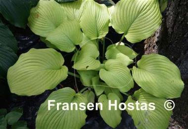 Hosta Piedmont Gold