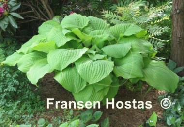 Hosta Piedmont Gold