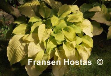 Hosta Piedmont Gold