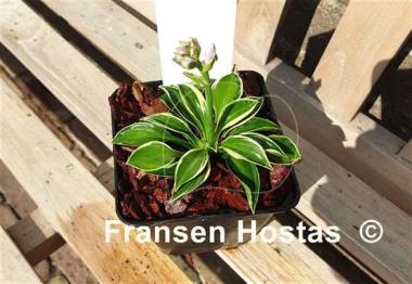 Hosta Pierced Mouse Ears