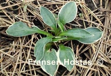 Hosta Pierced Mouse Ears