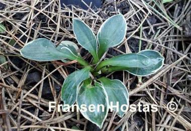 Hosta Pierced Mouse Ears