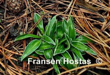 Hosta Pierced Mouse Ears