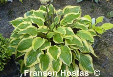 Hosta Pilgrim