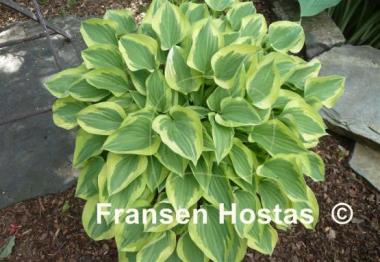 Hosta Pilgrim