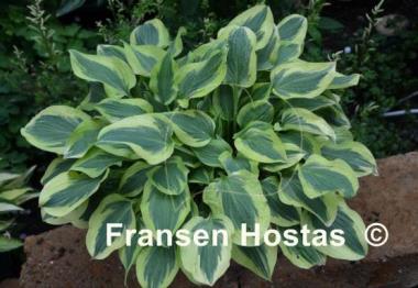 Hosta Pilgrim