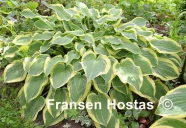 Hosta Pilgrim