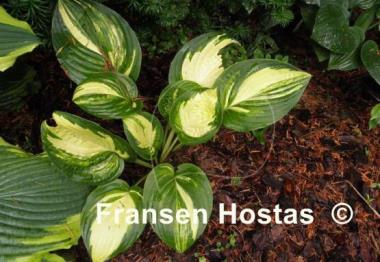 Hosta Pin Stripe Sister
