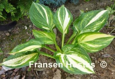 Hosta Pin Stripe Sister