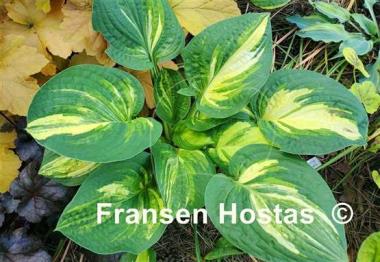 Hosta Pin Stripe Sister