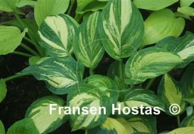 Hosta Pin Stripe Sister