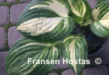 Hosta Pin Stripe Sister