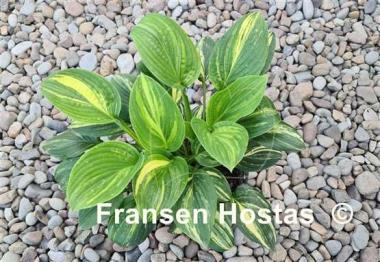 Hosta Pin Stripe Sister