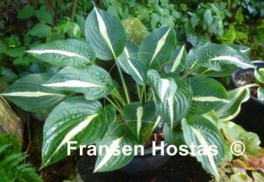 Hosta Pin-Up