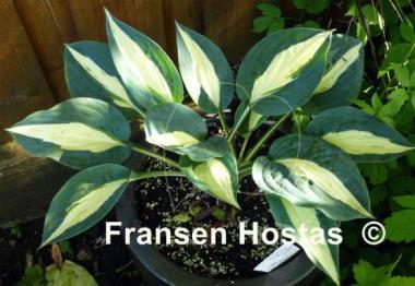 Hosta Pin-Up