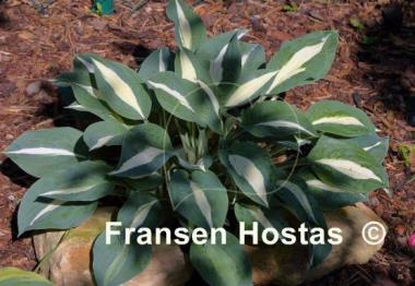 Hosta Pin-Up