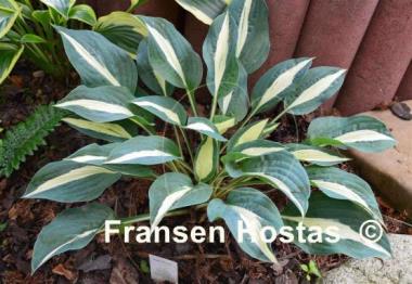 Hosta Pin-Up