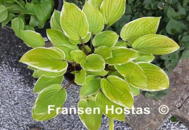 Hosta Pinani Island Surf