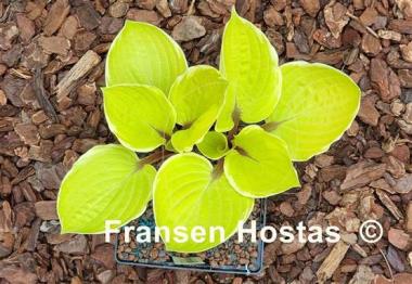 Hosta Pinani Island Surf