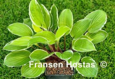 Hosta Pinani Island Surf