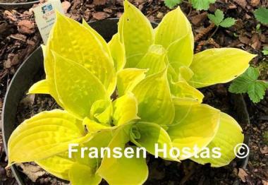 Hosta Pinani Island Surf