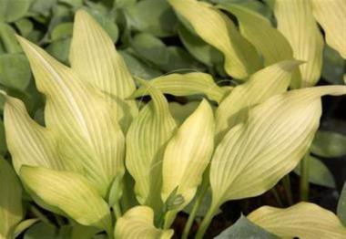 Hosta Pineapple Juice