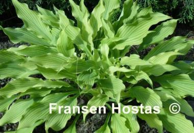 Hosta Pineapple Poll