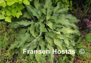Hosta Pineapple Poll
