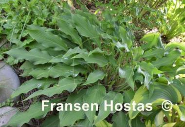 Hosta Pineapple Poll