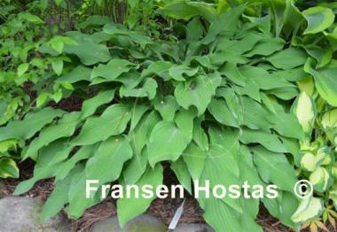 Hosta Pineapple Poll