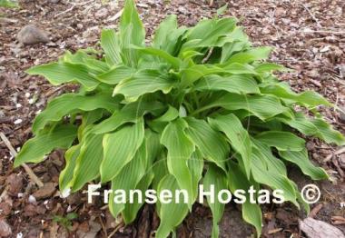 Hosta Pineapple Punch