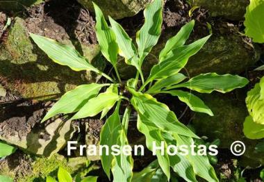 Hosta Pineapple Punch