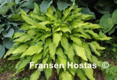Hosta Pineapple Upsidedown Cake